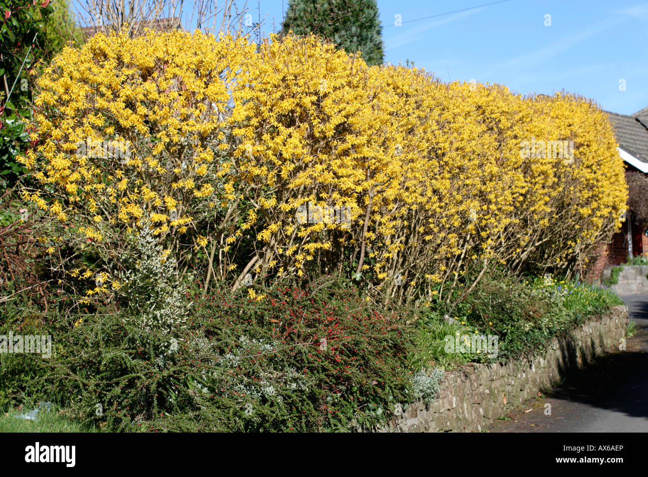 FORSYTHIA EN FLEURS DE COUVERTURE LA FIN MARS Banque D'Images