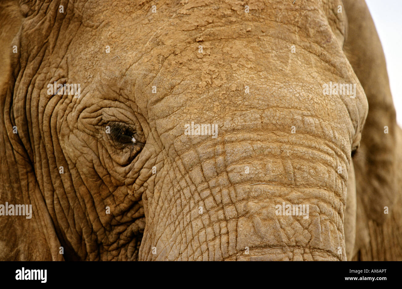 Close-up de l'éléphant africain en milieu naturel. Le Parc National de Kruger. L'Afrique du Sud. Banque D'Images