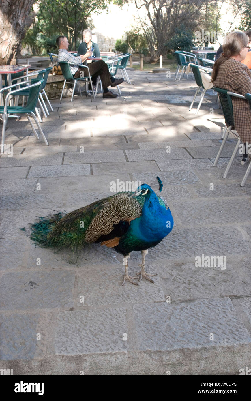 Peacock dans le château de Lisbonne Banque D'Images