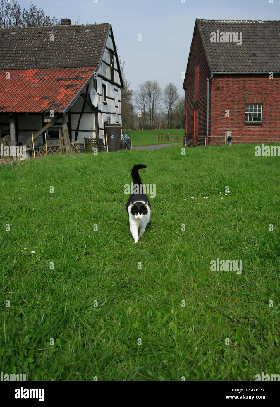 European shorthair noir-blanc sur l'herbe à chat l'Allemagne, de l'Europe. Banque D'Images