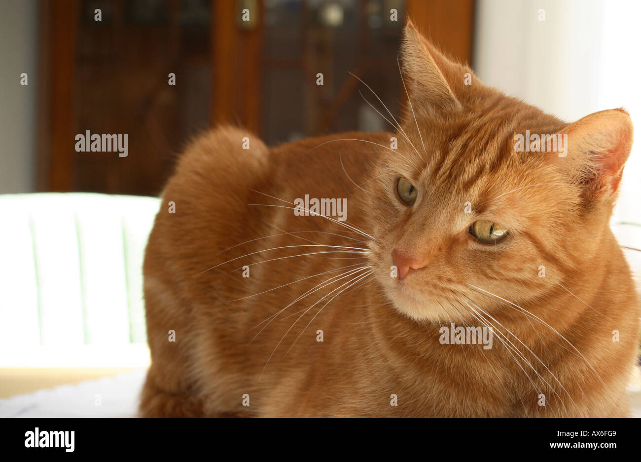 Portrait d'rousse shorthair chat. L'Allemagne, de l'Europe Banque D'Images