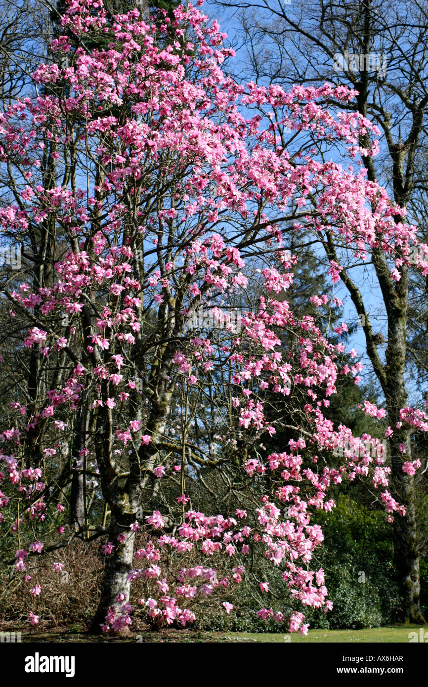 MAGNOLIA SPRENGERI mi-mars Banque D'Images