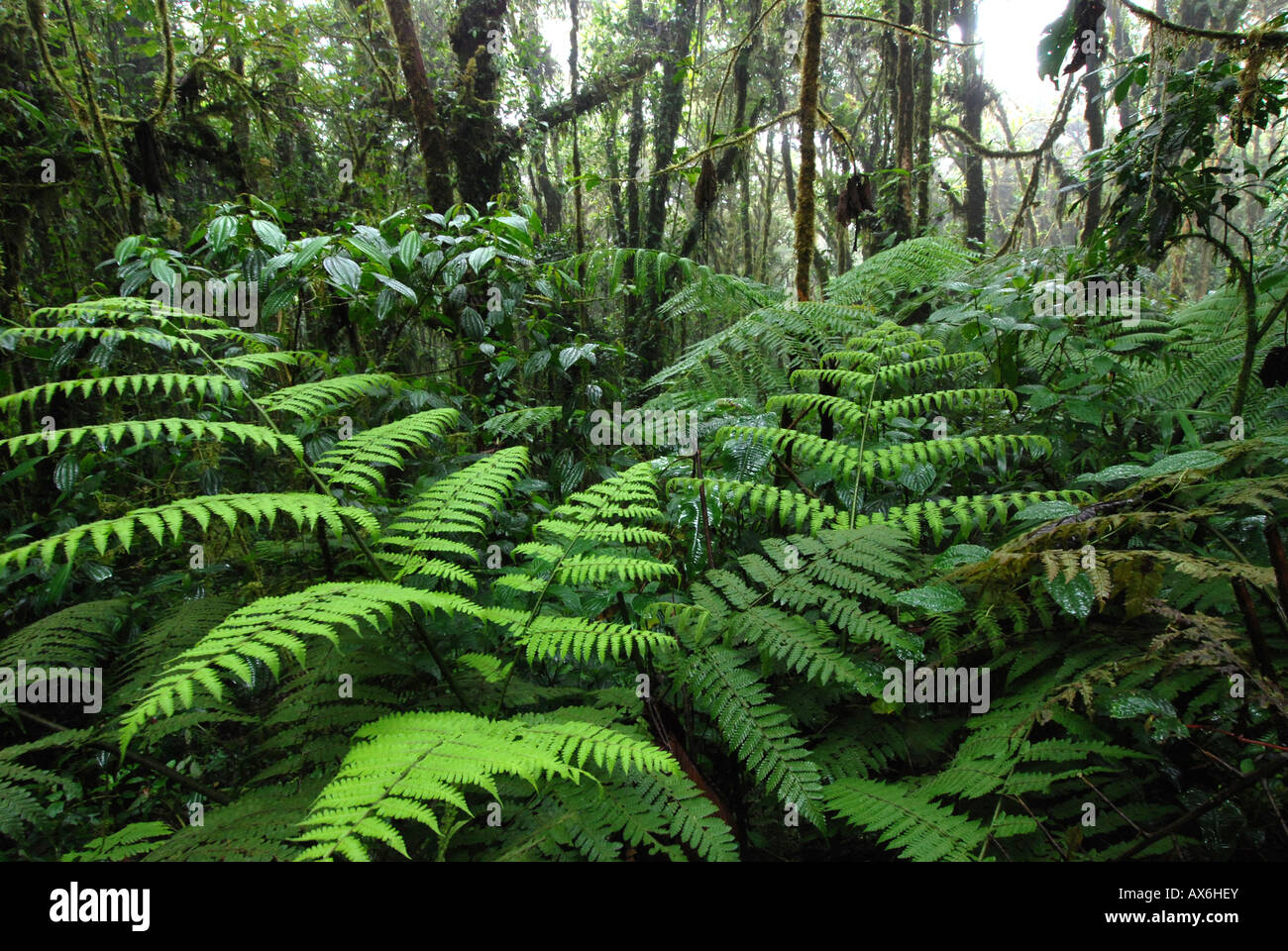 Fern in tropical cloudforest, Monte Verde National Park, Costa Rica Banque D'Images