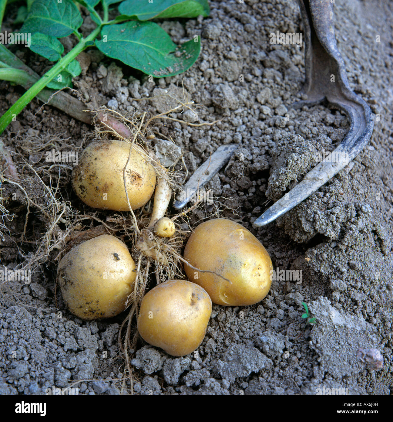 Close-up de pommes de terre et de l'agriculture dans l'outil de jardin Banque D'Images