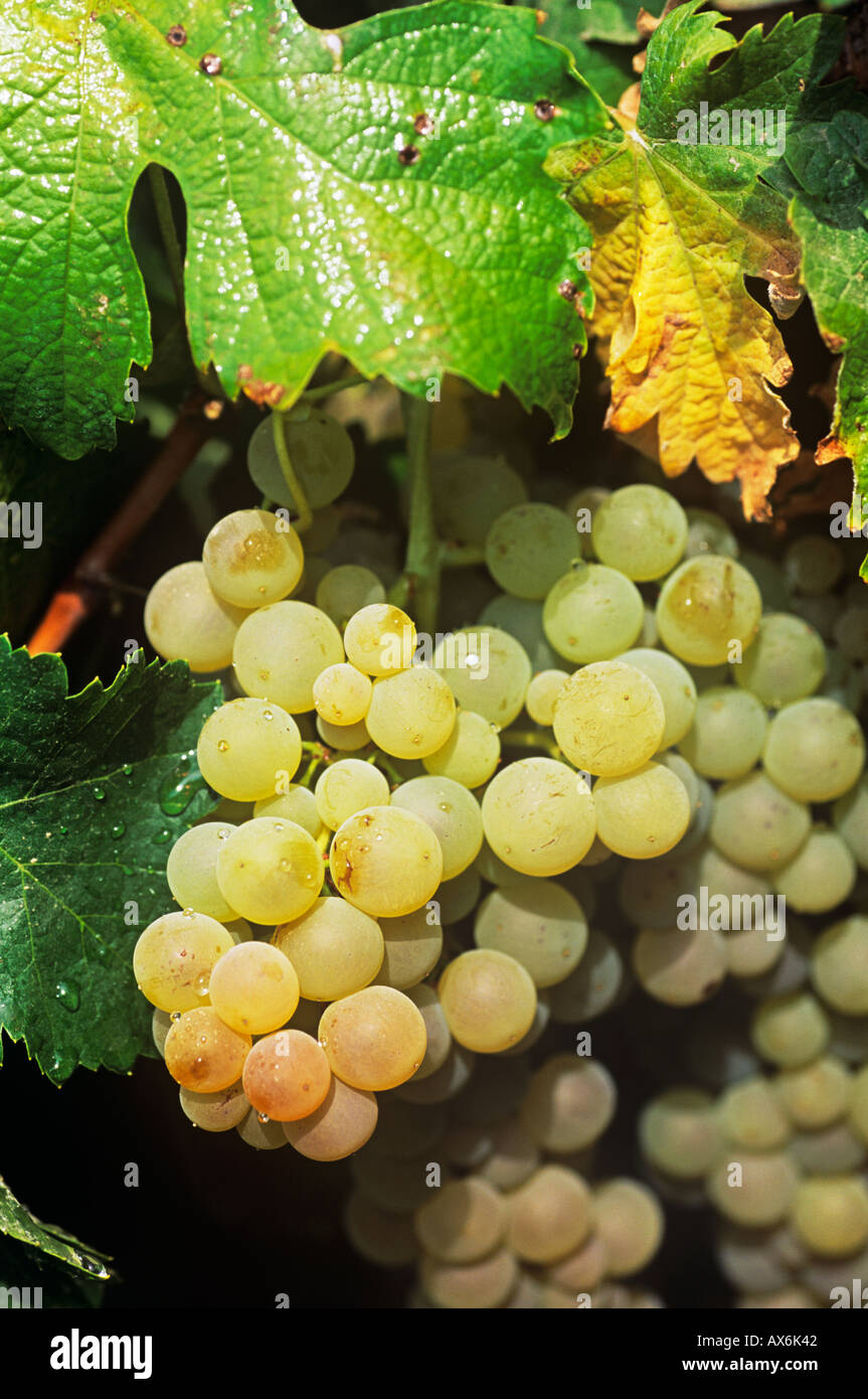 Une grappe de raisins sur la vigne et vin blanc prêt pour la récolte, Sherry Jerez Andalousie Espagne. Vendimia del Jerez y la Manzanilla Banque D'Images