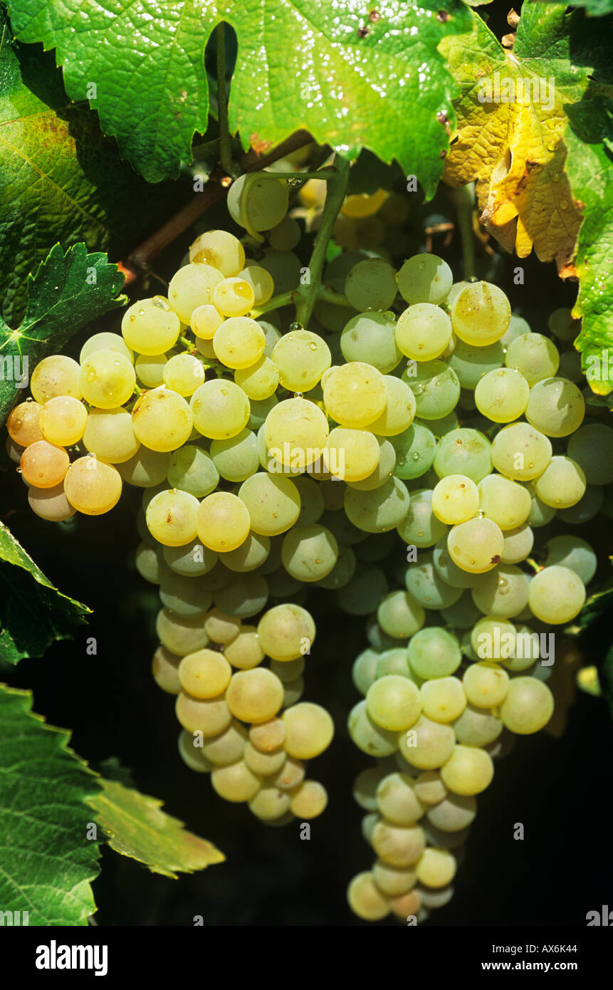 Une grappe de raisins sur la vigne et vin blanc prêt pour la récolte, Sherry Jerez Andalousie, Espagne Banque D'Images