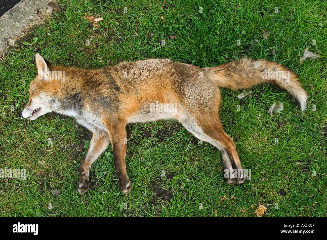Urban Fox Road Kill UK, couché sur l'herbe au bord de Londres UK. HOMER SYKES des années 2008 2000 Banque D'Images