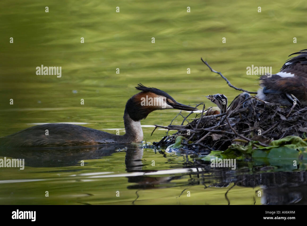 Close-up de grèbe huppé (Podiceps cristatus) nourrissant ses petits dans l'eau Banque D'Images