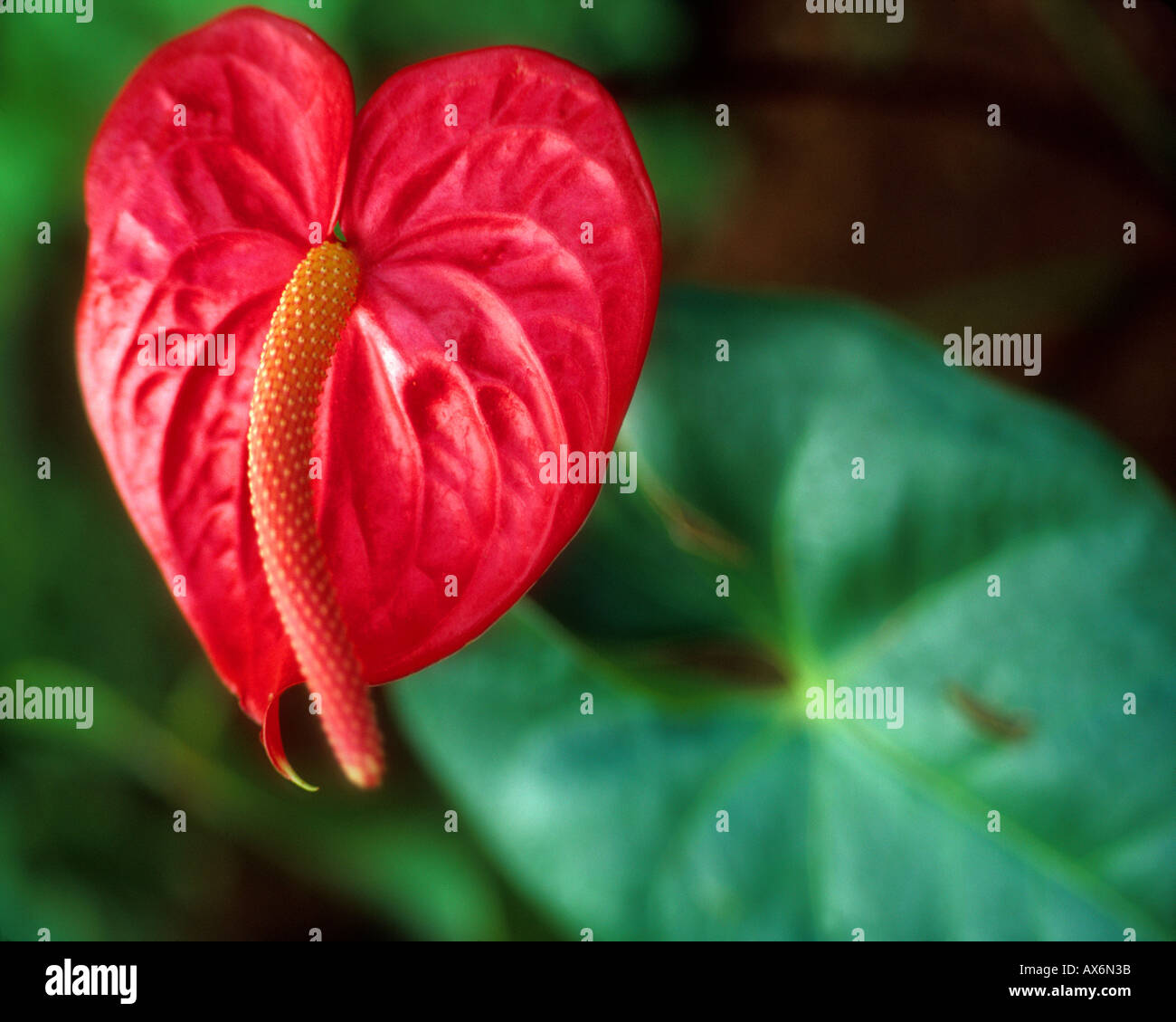 USA - HAWAÏ : Anthurium Banque D'Images