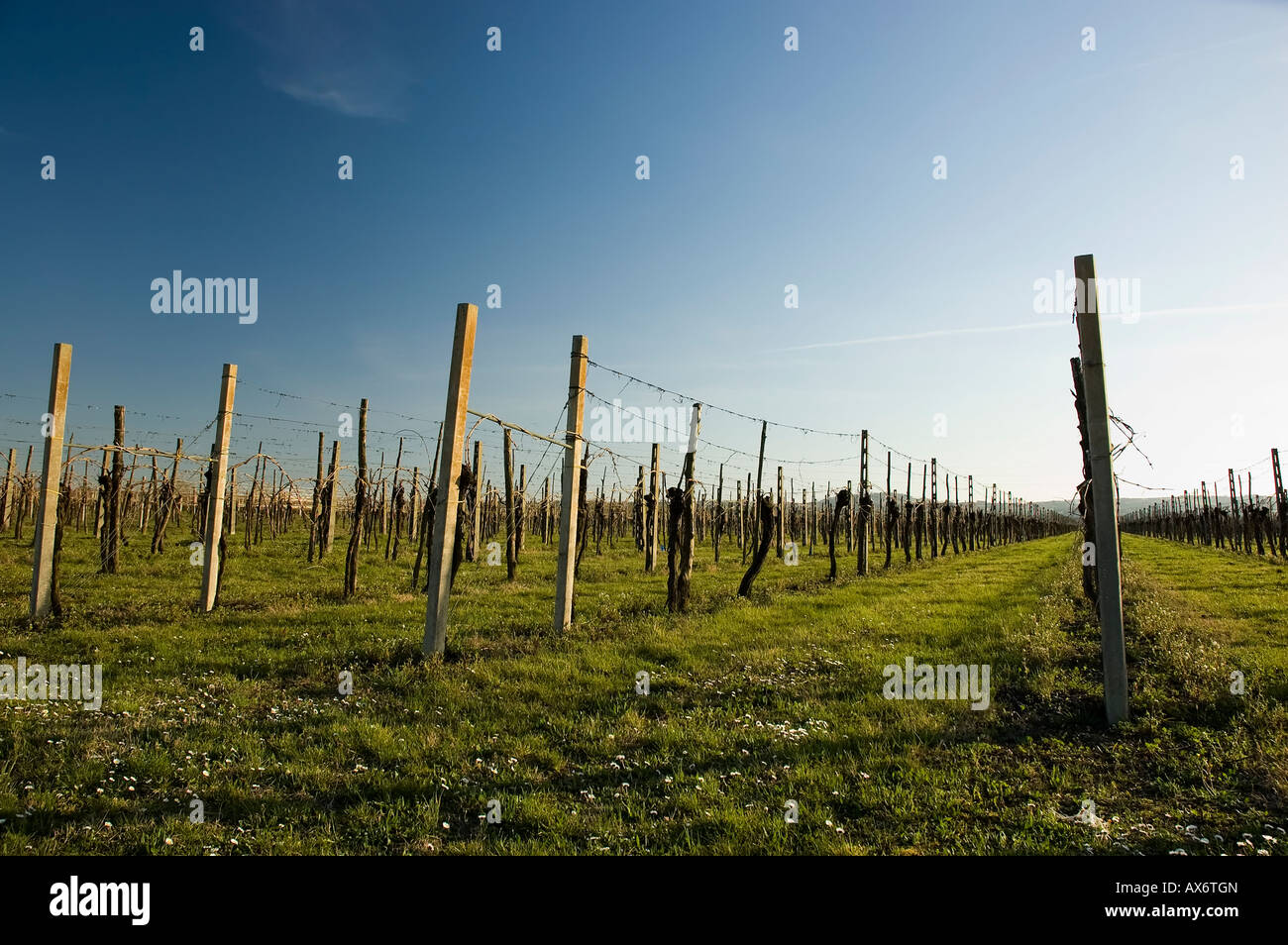 Campagne en hiver vignoble italien de Bologne Émilie-romagne en Italie Winery serie Banque D'Images