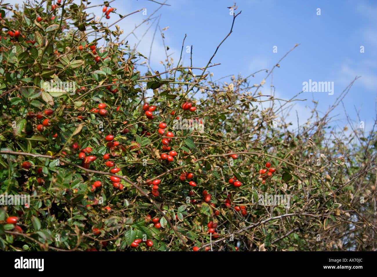 Wild Rose ou un chien Rose, West Sussex, UK Banque D'Images