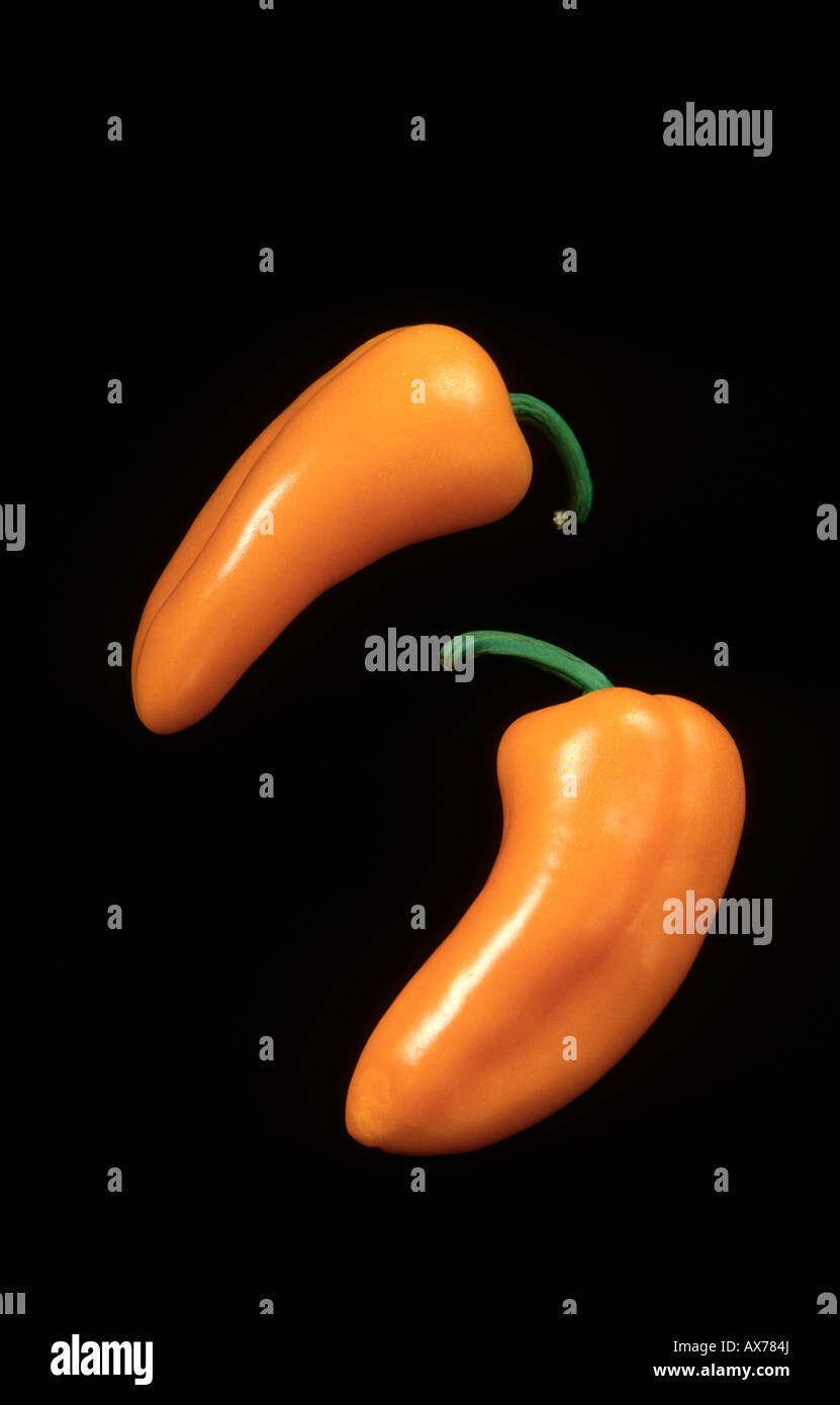Bébé doux poivrons orange sur fond noir Banque D'Images