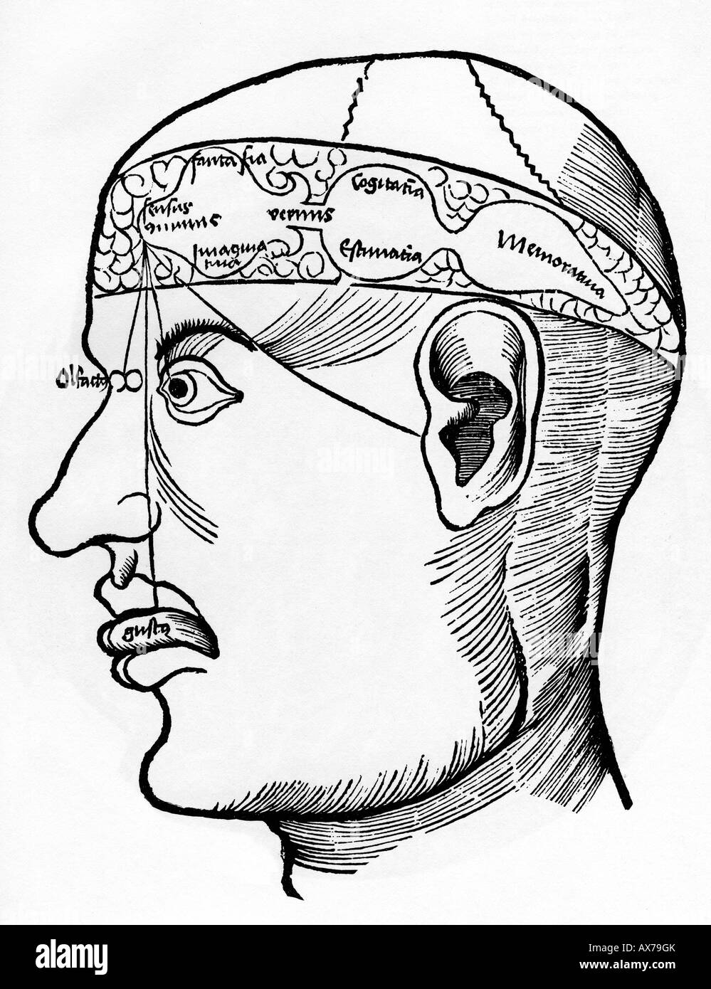 17ème siècle gravure allemande de la mémoire de la tête montrant où la mémoire, la logique, l'émotion et d'autres concepts ont été pensé de résider Banque D'Images