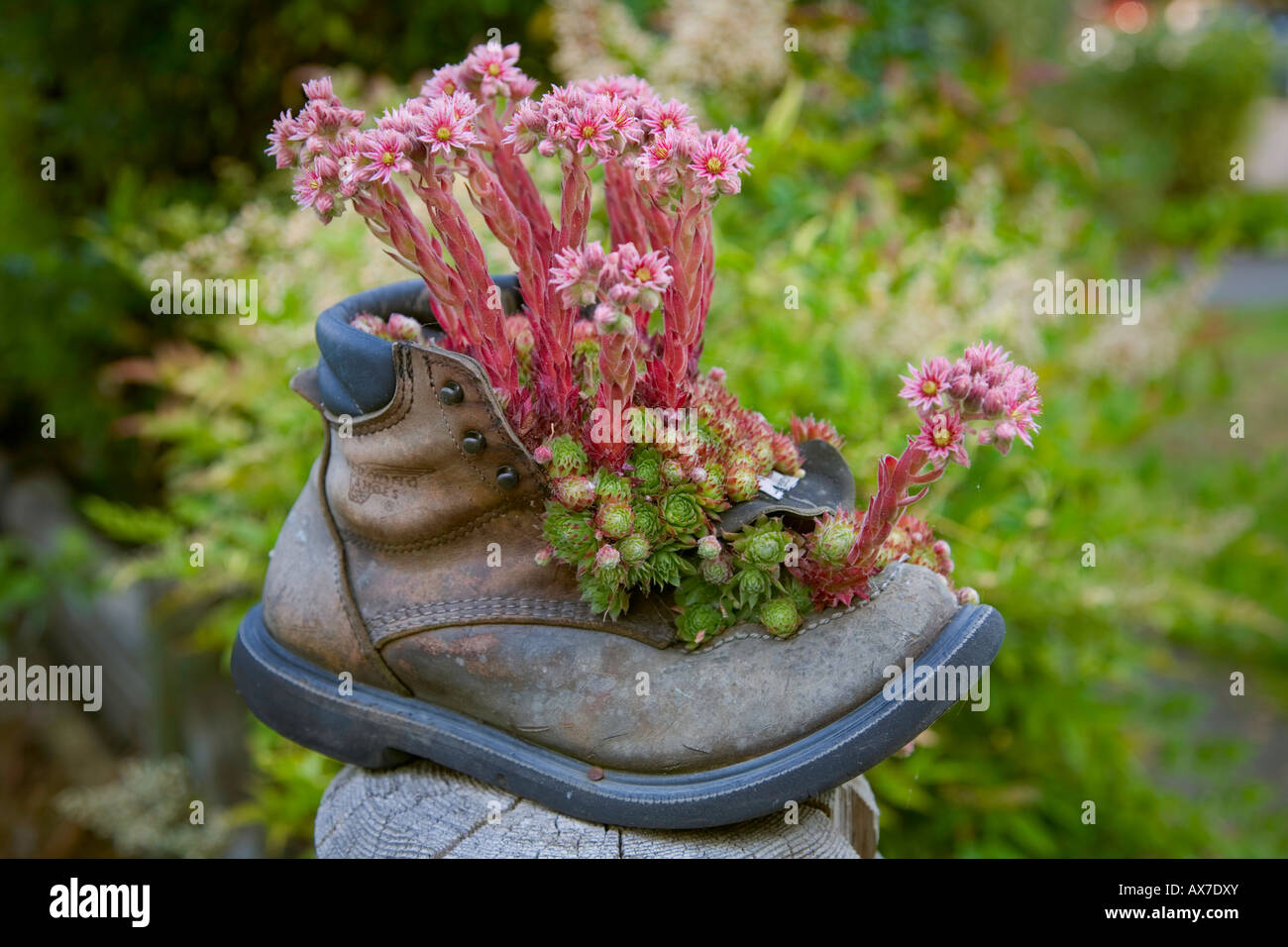 Seattle WA Boot semoir en pois d'Eastlake Patch jardin a Seattle city park Banque D'Images Seattle WA Boot semoir en pois d'Eastlake Patch jardin a Seattle city park Banque D'Images