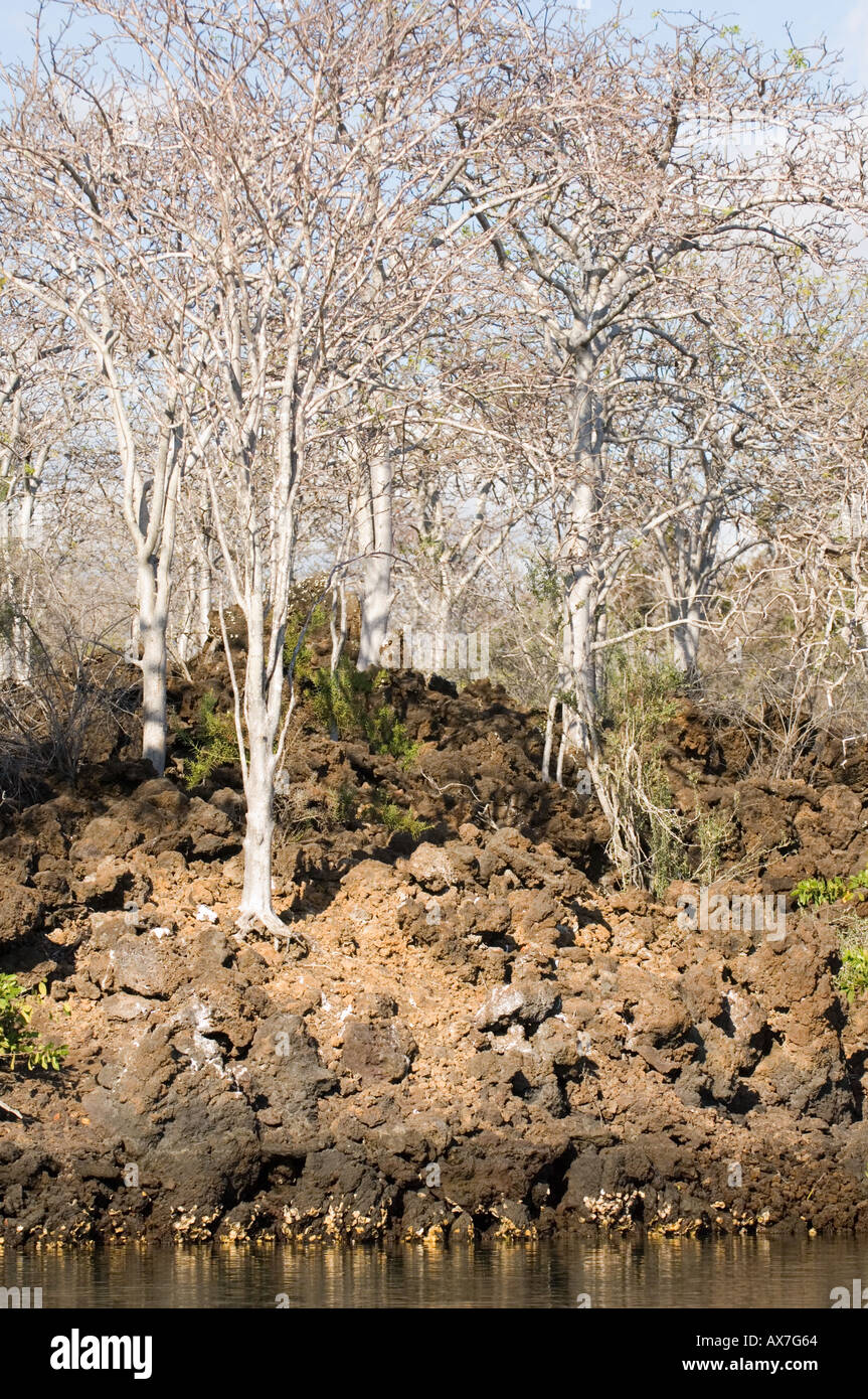 Côte avec palo santo (Bursera graveolens), Punta Moreno, Isabela, l'île de Galapagos, Equateur Banque D'Images