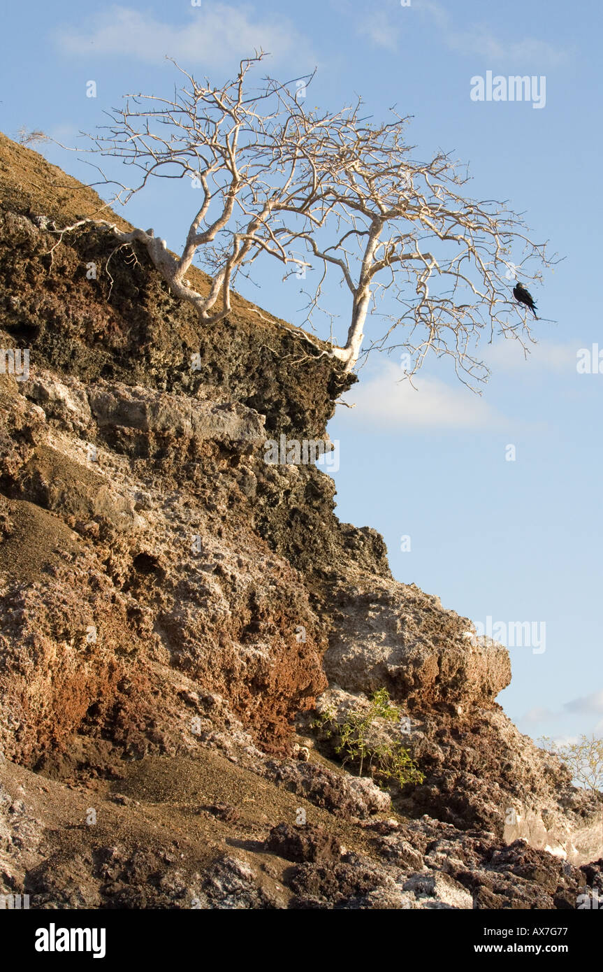Une partie de la roche volcanique de tuf cône brisé avec palo santo (Bursera graveolens) Las Marielas Elizabeth Bay Equateur Galapagos Banque D'Images