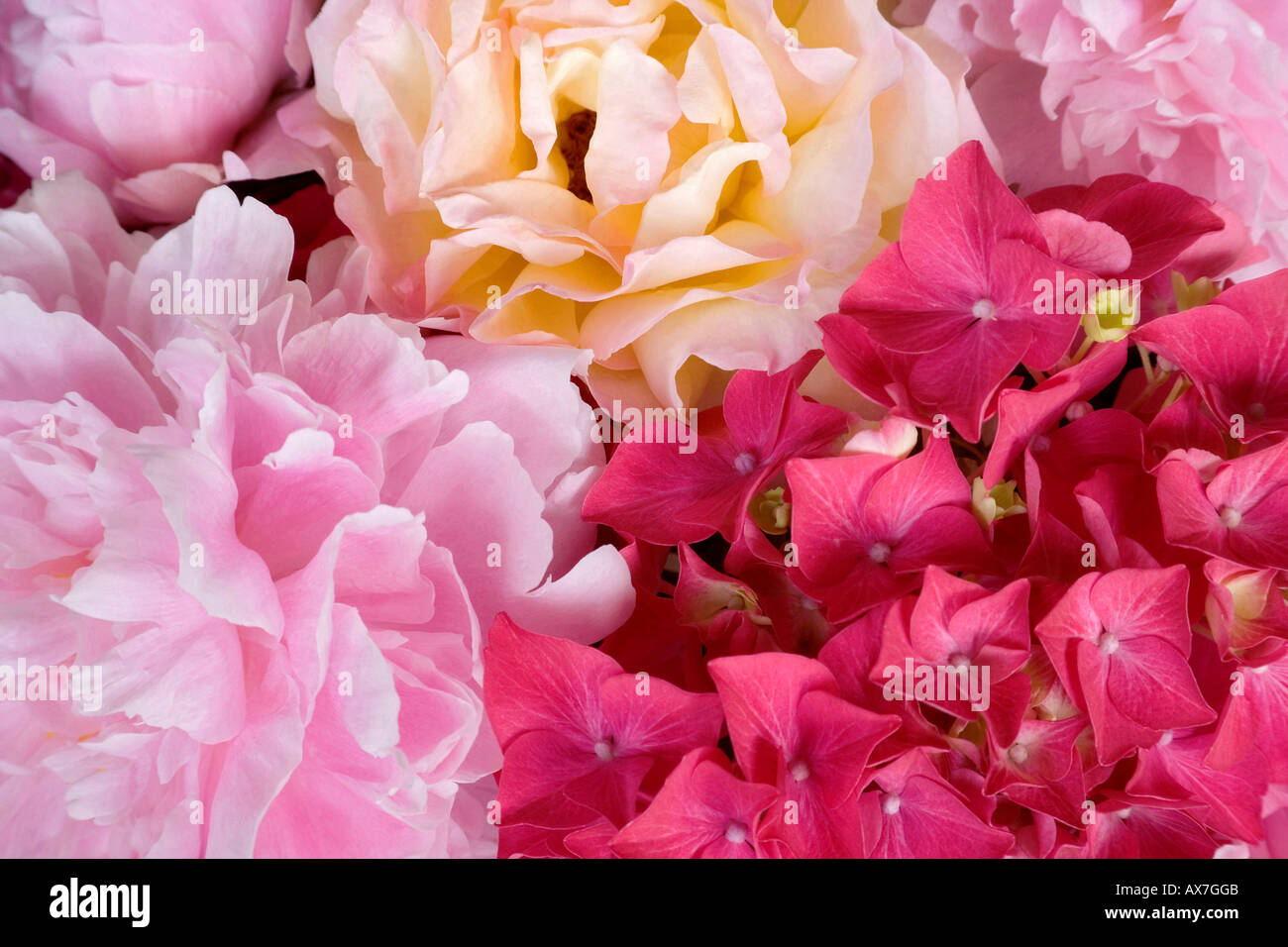 Roses Pivoines Hortensias Banque D'Images