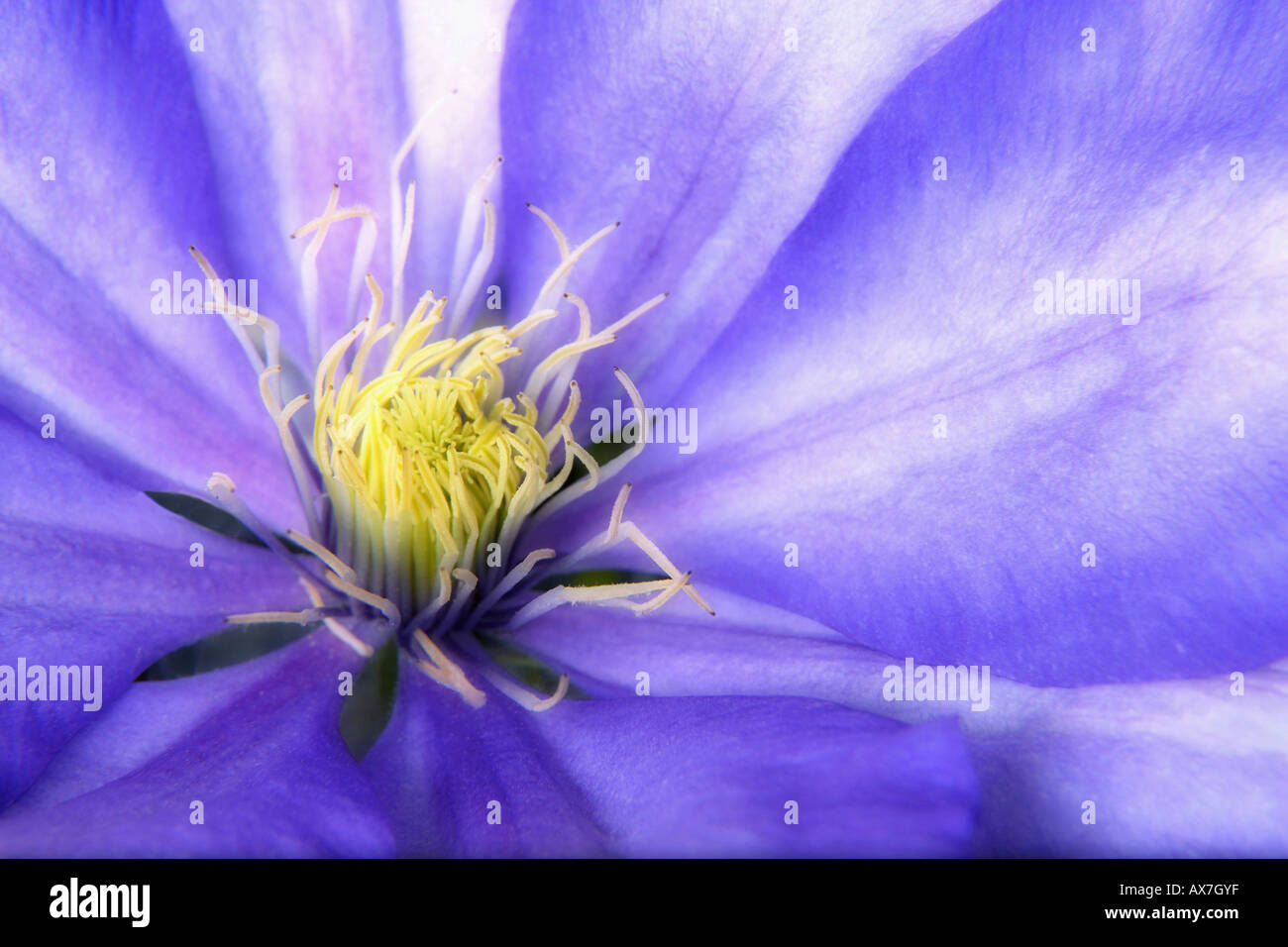 Close-up of a purple clematis Banque D'Images
