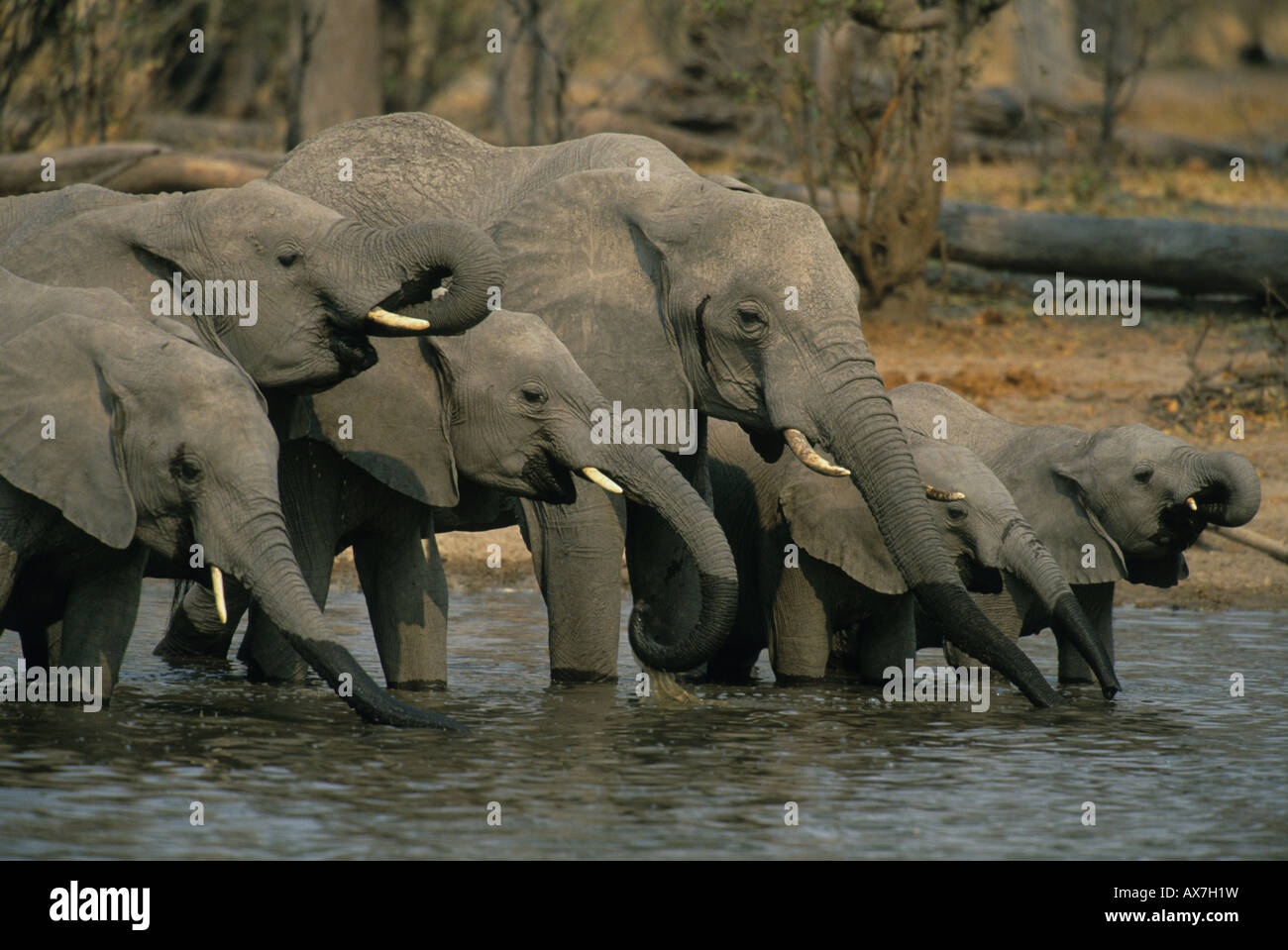 L'Afrique de l'éléphant (Loxodonta africana) troupeau potable Delta de l'Okavango au Botswana Banque D'Images