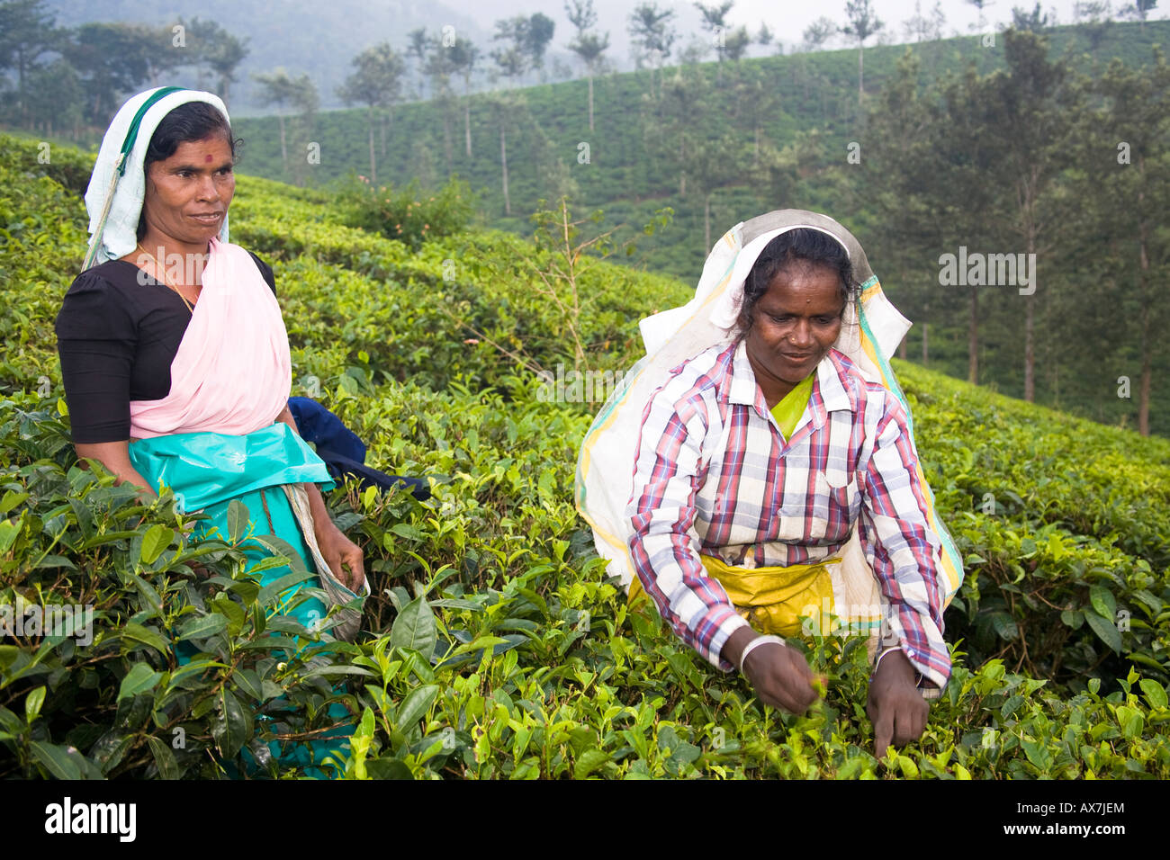 Women picking feuilles de théier, Connemara Periyar Estate, Vandiperiyar, Kerala, Inde Banque D'Images