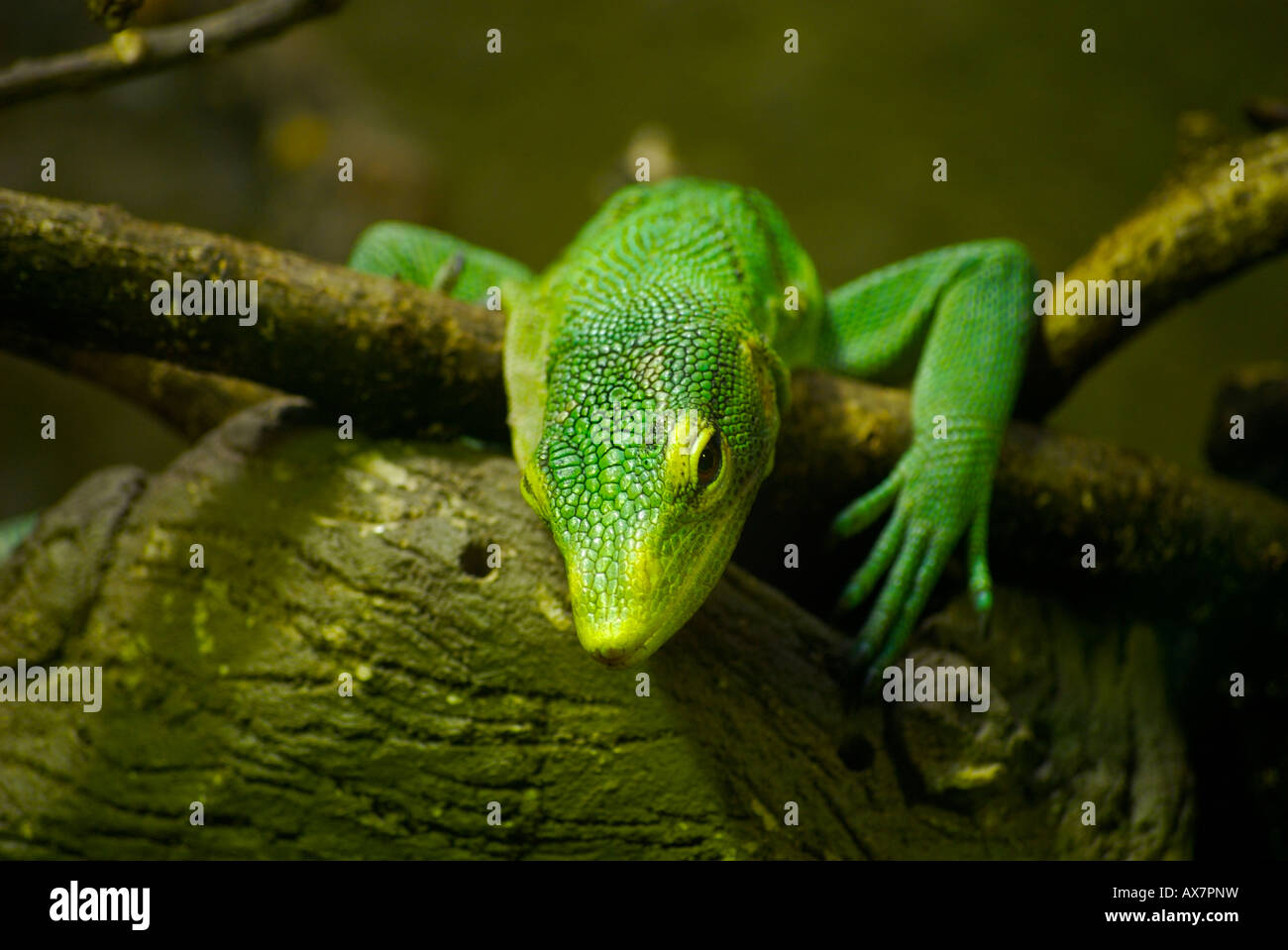 Escalade lézard vert une branche à la recherche de l'appareil photo Banque D'Images