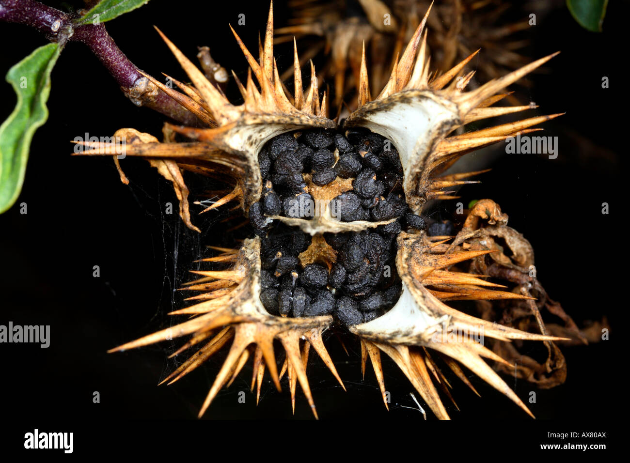 Graines de Thorn Apple ou stramoine (Datura stramonium) Banque D'Images
