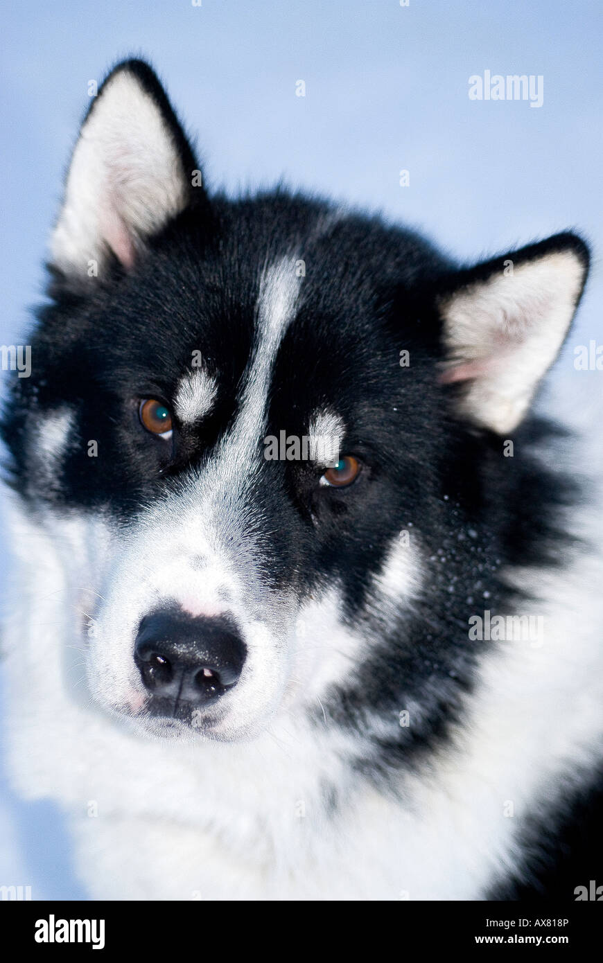 Chien de Traîneau groenlandais Pompa Forces Spéciales danois chien Sirius patrouille au nord est du Groenland. Husky Banque D'Images