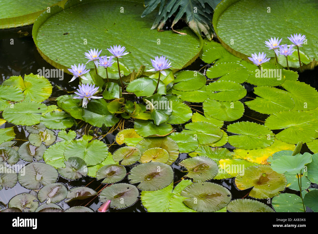 Nymphaea nouchali water lily Asie tropicale Banque D'Images