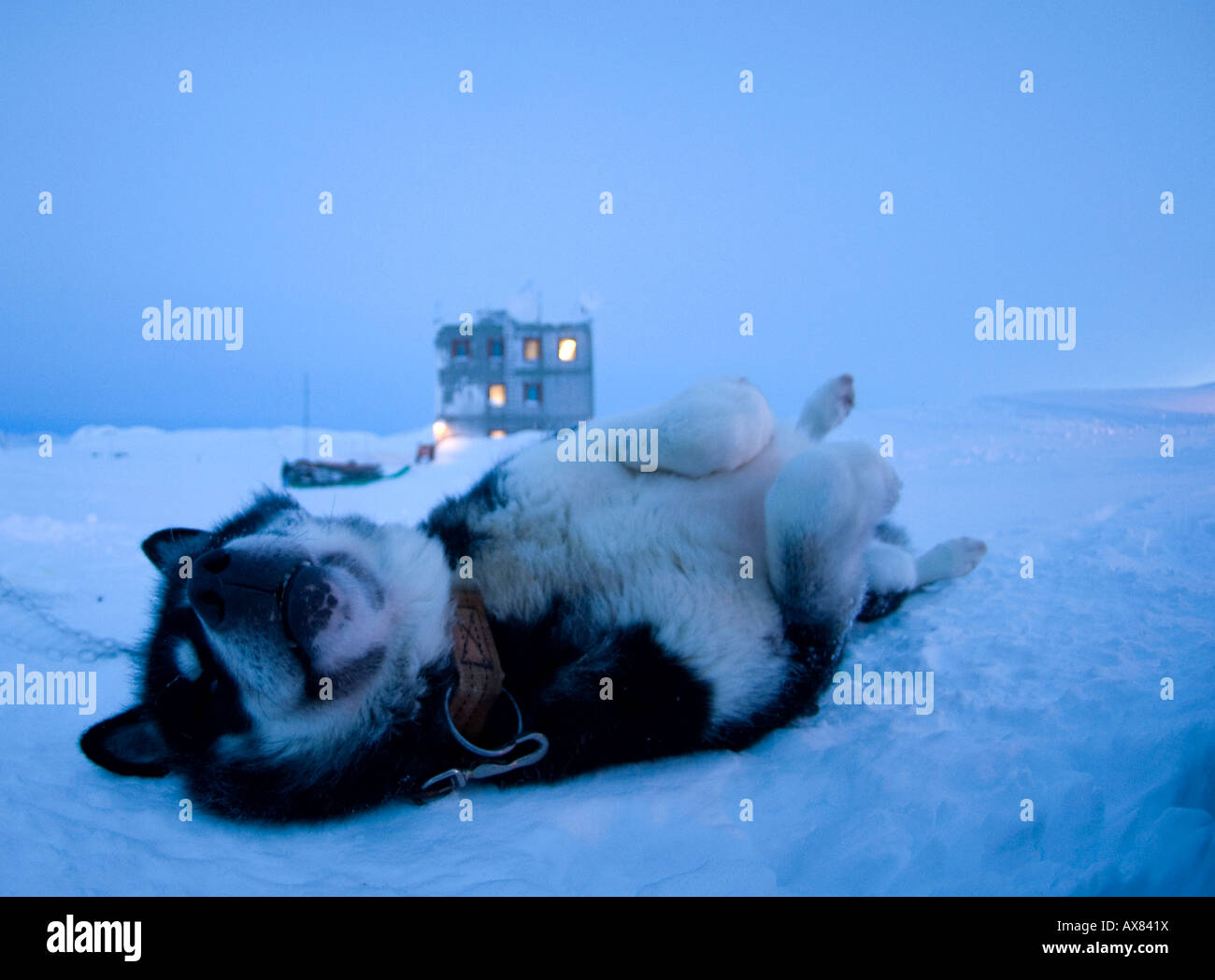 Groenland chien de traîneau, rolling husky dans la neige à Mestersvig, nord est du Groenland Banque D'Images