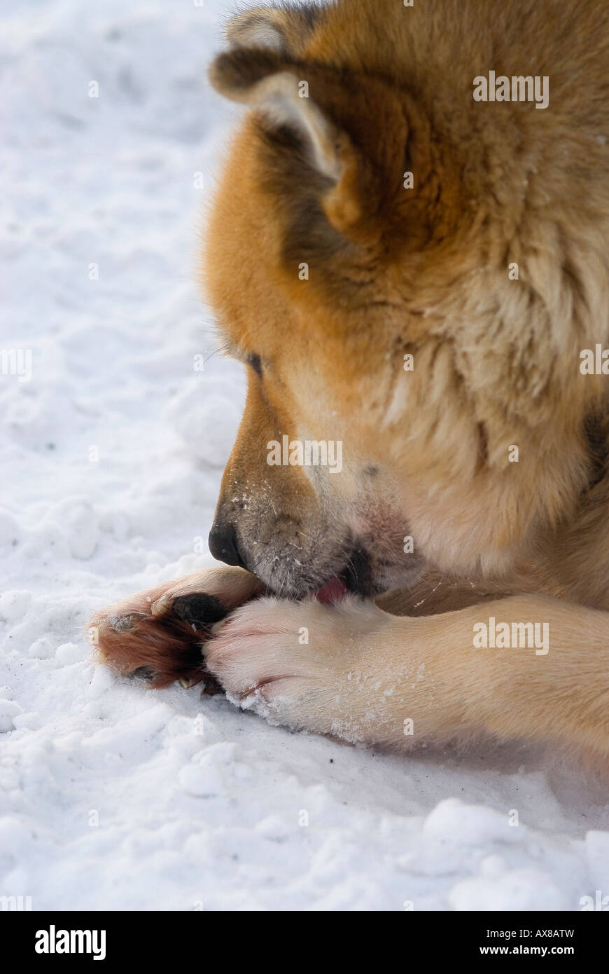 Les chiens passent beaucoup de temps à leurs pieds toilettage chien Sirius Forces Spéciales danois Mestersvig patrouille au nord est du Groenland Banque D'Images