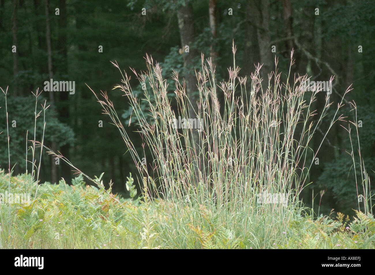 Le Barbon, Andropogon gerardii Banque D'Images