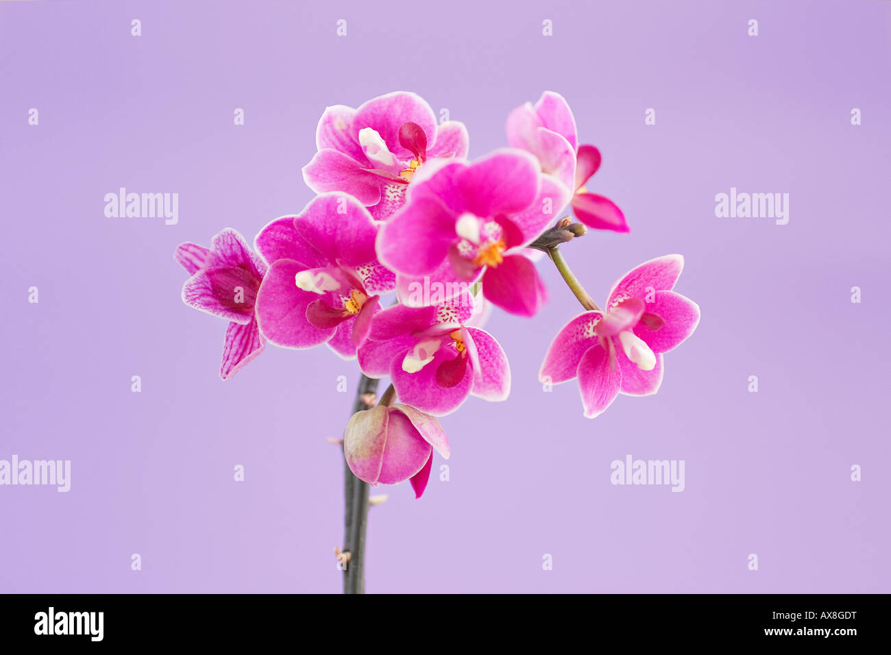 Portrait des fleurs de la Moth Orchid rose foncé (Phalaenopsis) au printemps Banque D'Images