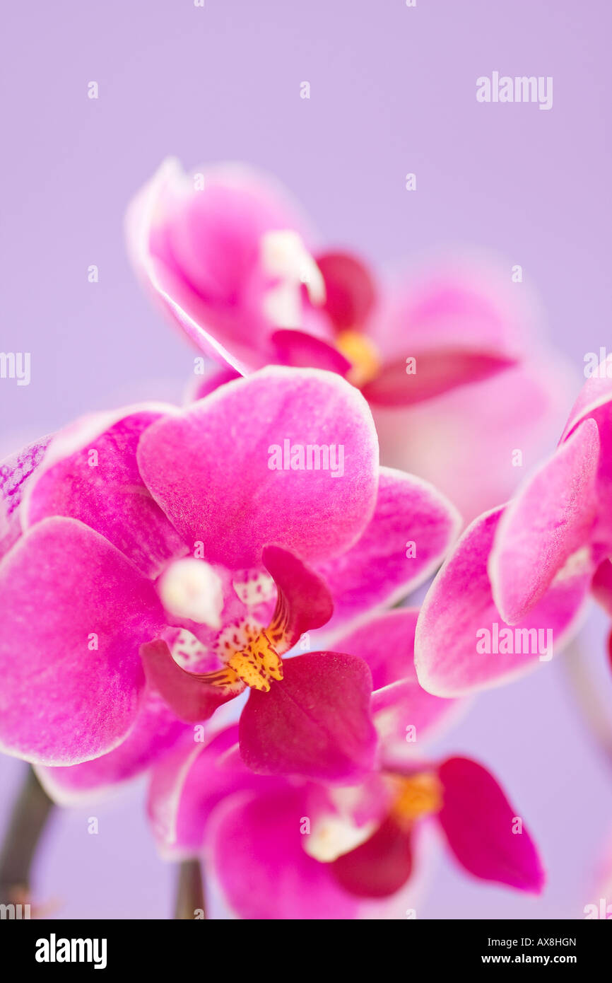 Portrait des fleurs de la Moth Orchid rose foncé (Phalaenopsis) au printemps Banque D'Images