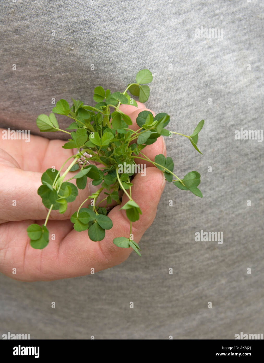 Shamrock, l'emblème de l'Irlande et Saint Patrick Banque D'Images