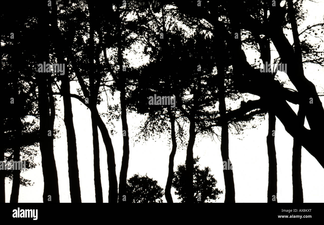 Silhouette d'arbres sur les côtes espagnoles (noir et blanc) Banque D'Images