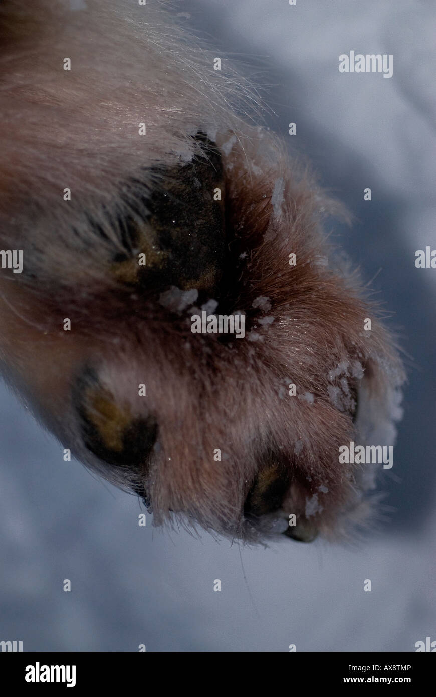 Les pattes de chiens de traîneau groenlandais ont beaucoup de poils entre les orteils pour protéger le chien s pieds de neige et de glace spécial danois Banque D'Images