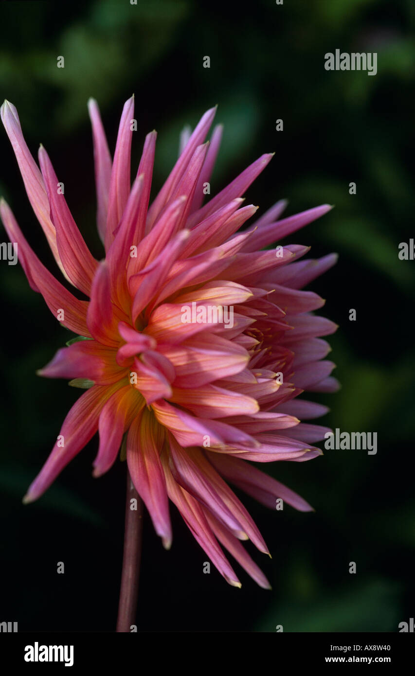 Dahlia Cactus 'Park Princess' Banque D'Images