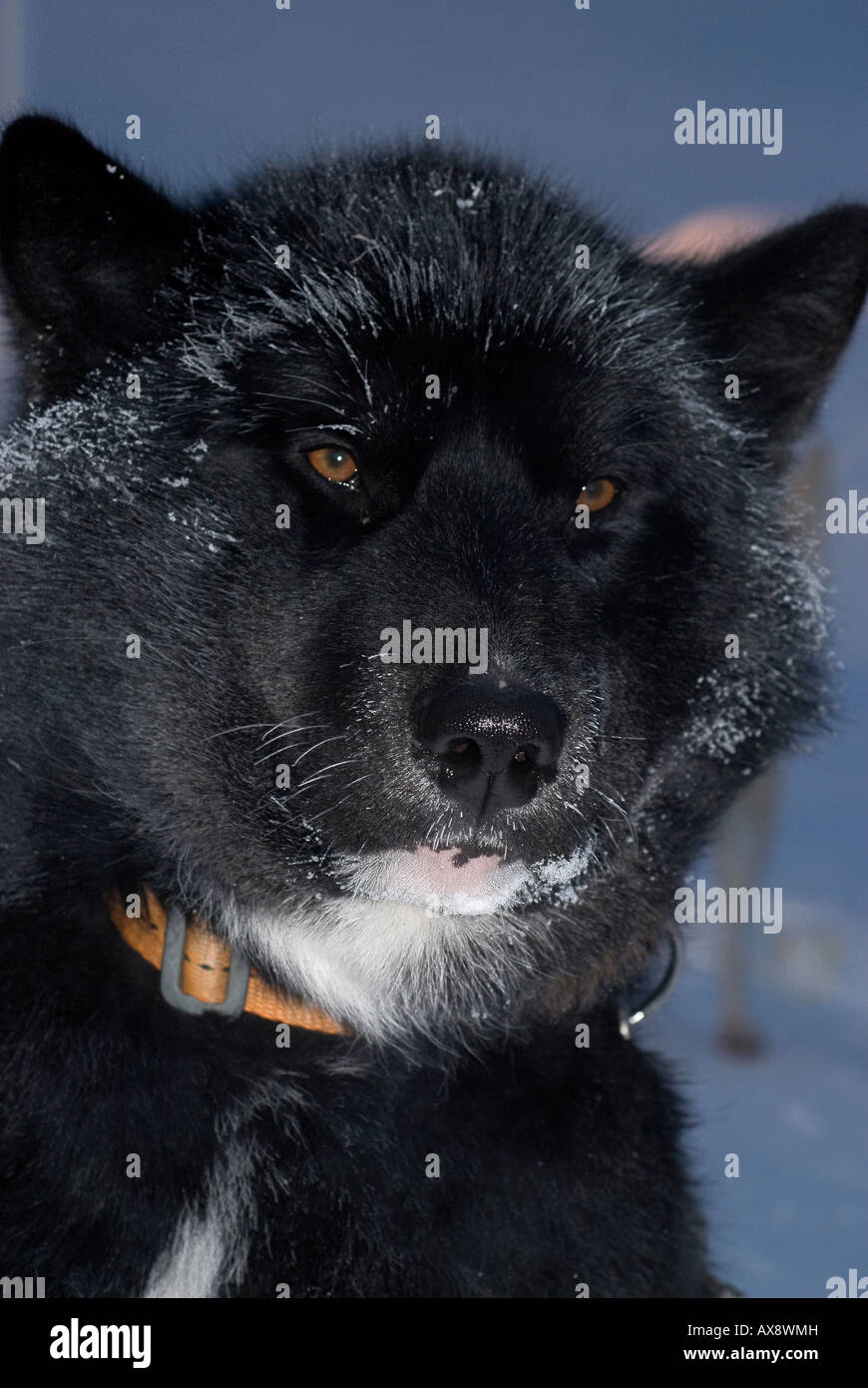 Chien de Traîneau groenlandais en libre avec le gel sur la fourrure Banque D'Images