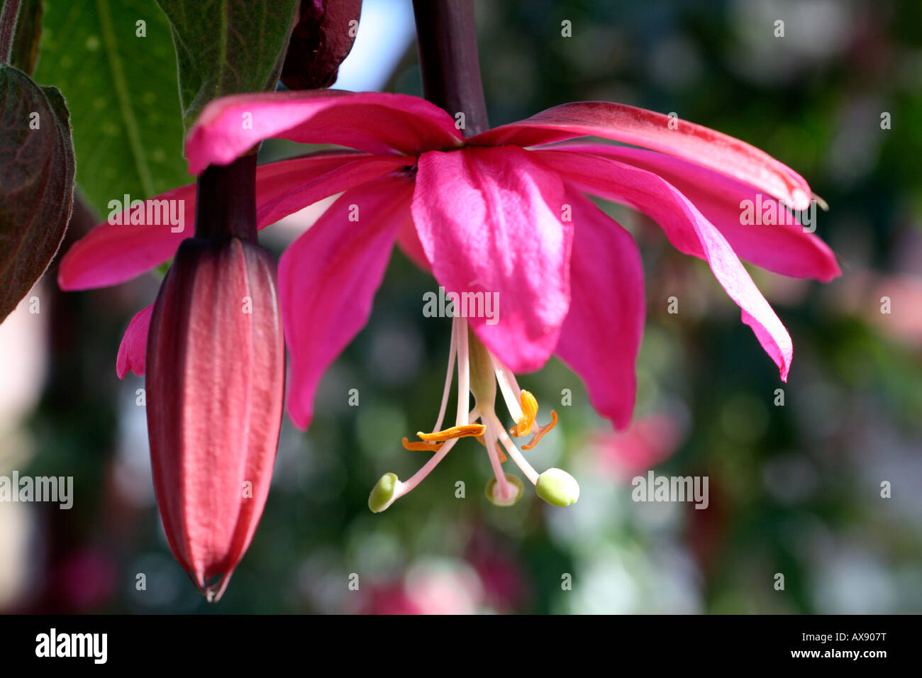 PASSIFLORA ANTIOQUIENSIS Banque D'Images