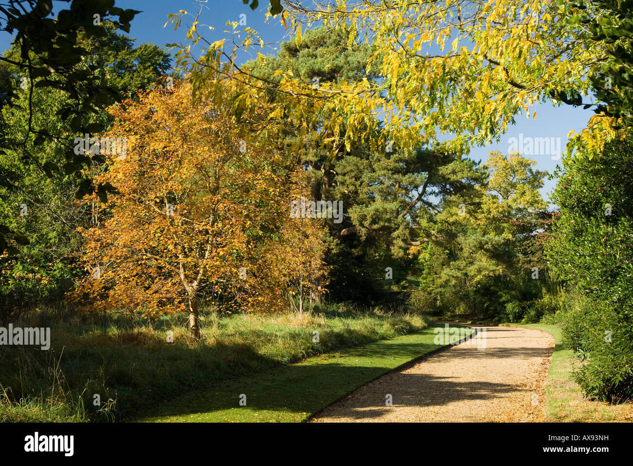 Gleditsia triacanthus ci-dessus du criquet du miel et Tilia mongolica gauche Lime mongole Banque D'Images