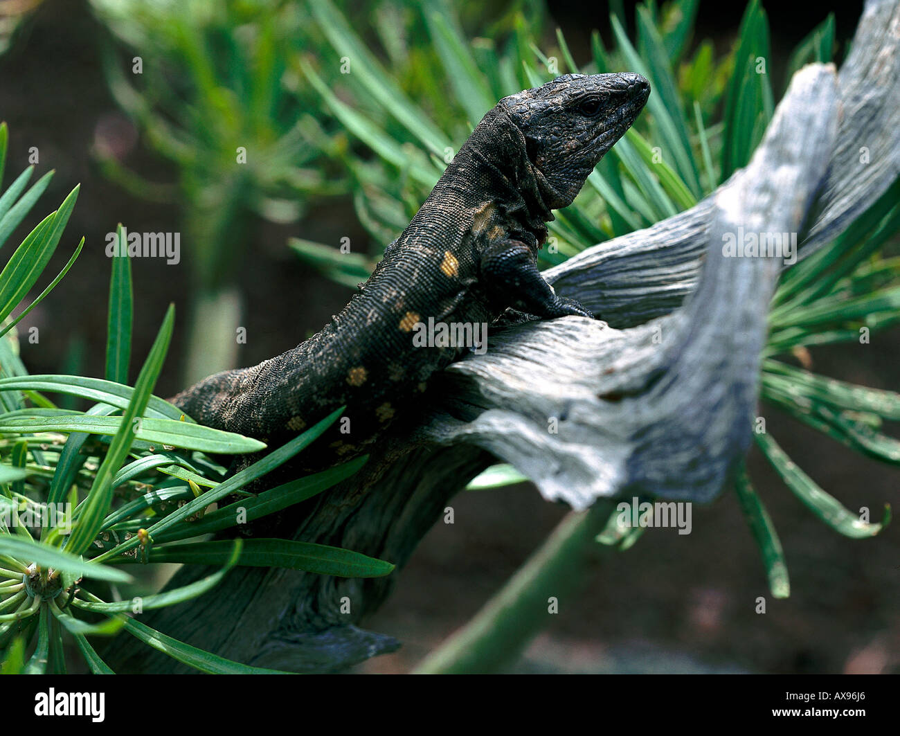 Rieseneidechse Largartario bei Frontera, El Hierro, Kanarische Inseln, Spanien Banque D'Images