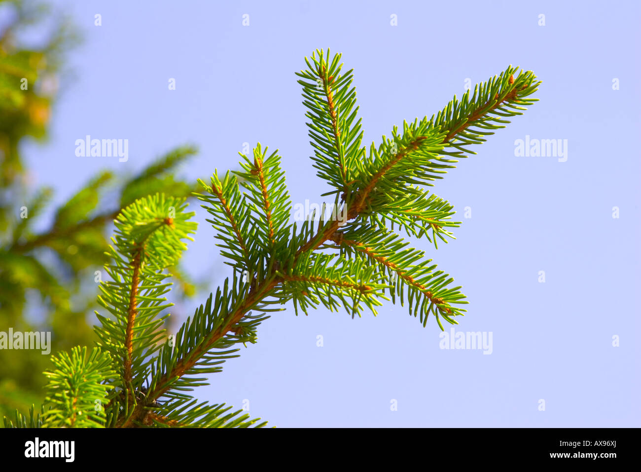 La branche de sapin avec les aiguilles vertes Banque D'Images