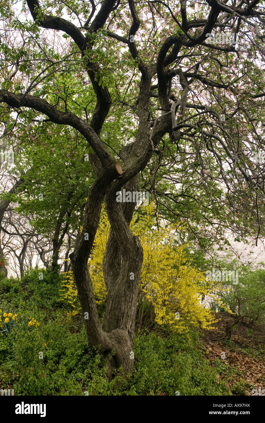 Arbre noueux et Forsythia en fleurs Banque D'Images