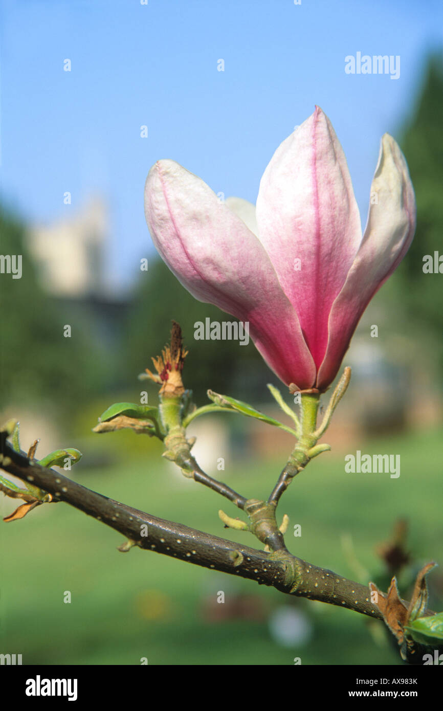Fleur de magnolia (Magnolia x soulangeana) Banque D'Images
