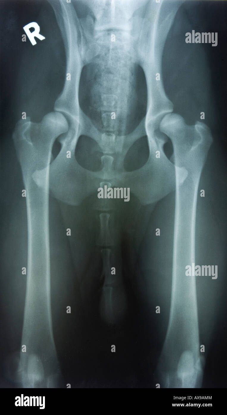 Dysplasie de la hanche de chien Banque de photographies et d’images à haute résolution Alamy