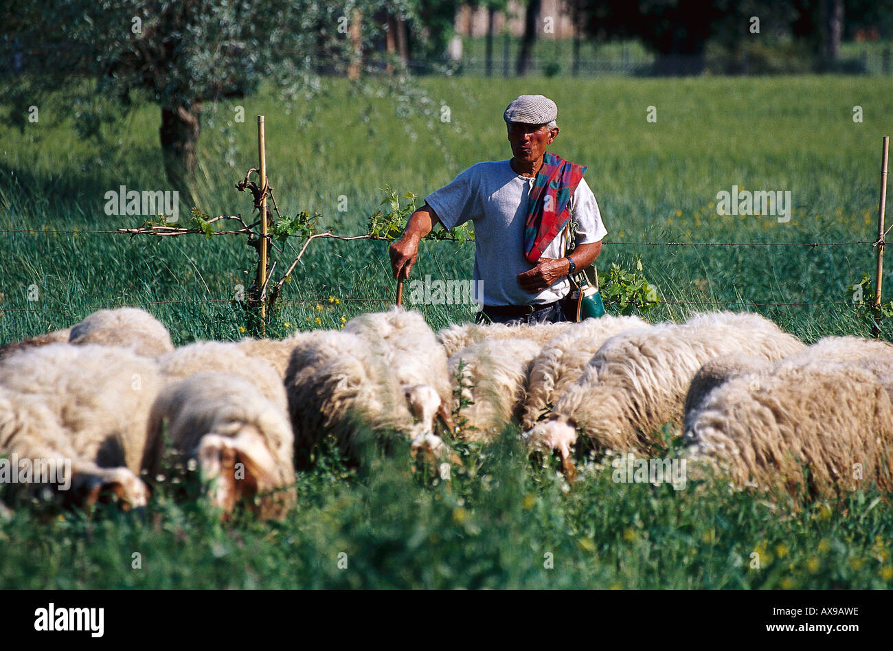 Berger, près de Torrita di Siena, Toscane, Italie Banque D'Images