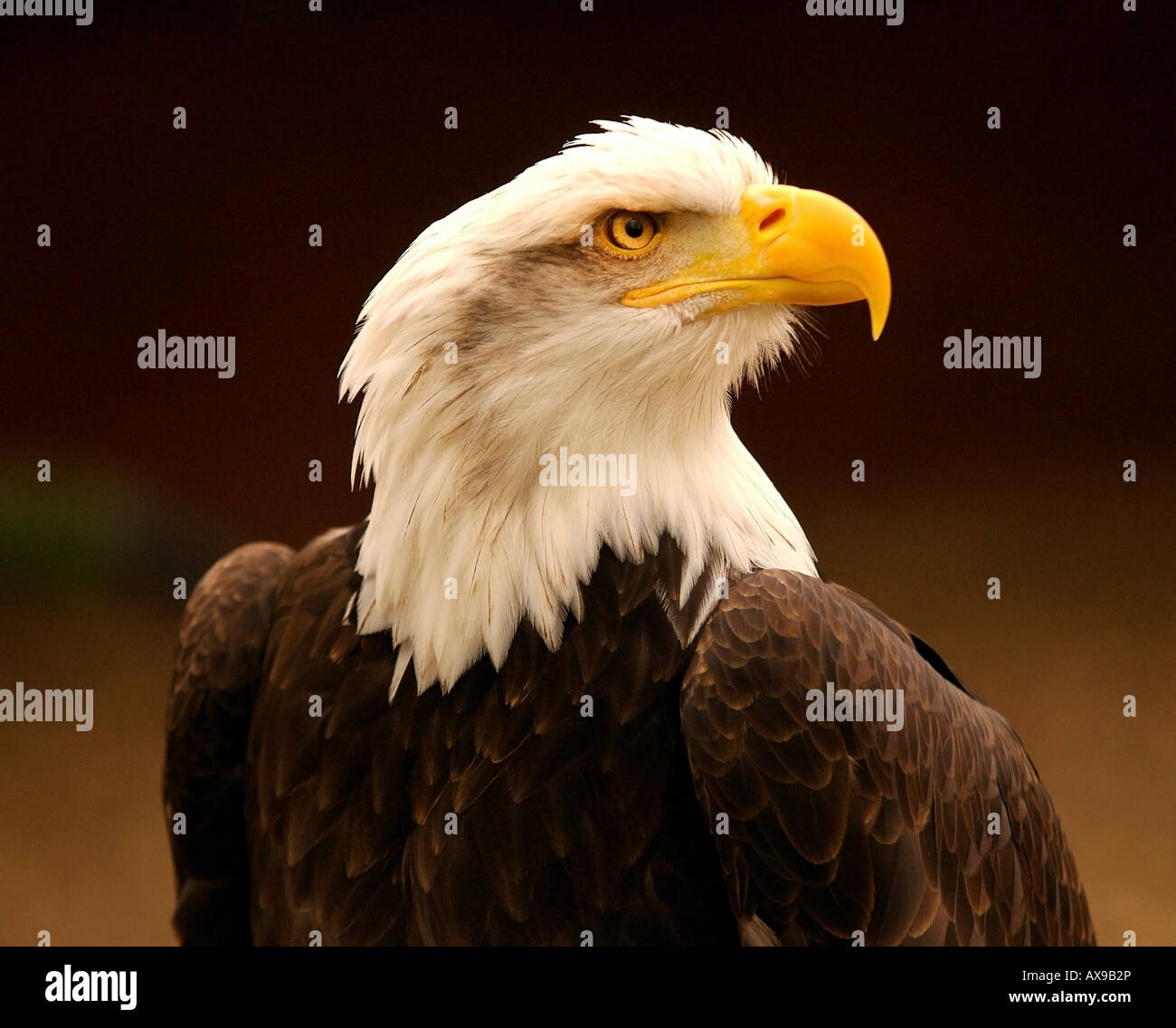 Eagle. Oiseaux Banque D'Images