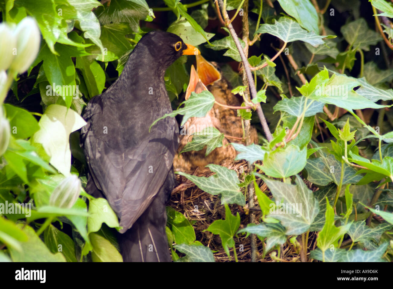 Blackbird mâle avec poussins affamés Banque D'Images