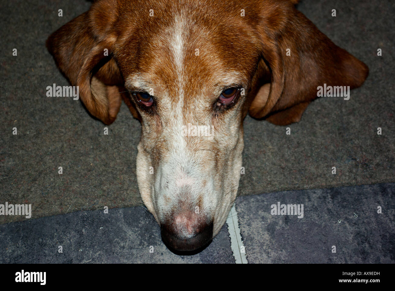 Vieux bassett hound à triste. Banque D'Images