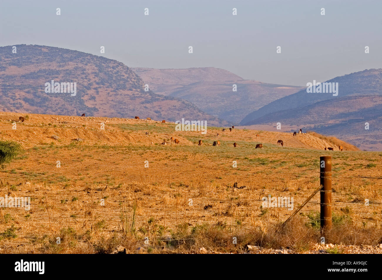 L'agriculture dans la Galilée du nord d'Israël Banque D'Images